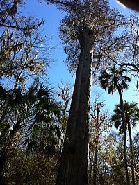 Trek.Today search results: The Senator tree destroyed by fire and collapsed, Big Tree Park, Longwood, Florida, United States