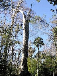 World & Travel: The Senator tree destroyed by fire and collapsed, Big Tree Park, Longwood, Florida, United States