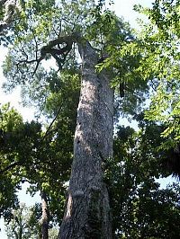 Trek.Today search results: The Senator tree destroyed by fire and collapsed, Big Tree Park, Longwood, Florida, United States