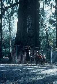 Trek.Today search results: The Senator tree destroyed by fire and collapsed, Big Tree Park, Longwood, Florida, United States