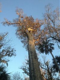 Trek.Today search results: The Senator tree destroyed by fire and collapsed, Big Tree Park, Longwood, Florida, United States