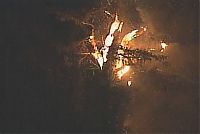 World & Travel: The Senator tree destroyed by fire and collapsed, Big Tree Park, Longwood, Florida, United States