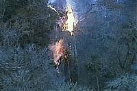 Trek.Today search results: The Senator tree destroyed by fire and collapsed, Big Tree Park, Longwood, Florida, United States