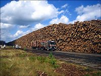 World & Travel: Timber in storage after Gudrun cyclone, Byholma, Sweden
