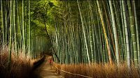 World & Travel: Sagano bamboo forest, Arashiyama (嵐山, Storm Mountain), Kyoto, Japan