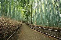 Trek.Today search results: Sagano bamboo forest, Arashiyama (嵐山, Storm Mountain), Kyoto, Japan