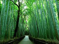 Trek.Today search results: Sagano bamboo forest, Arashiyama (嵐山, Storm Mountain), Kyoto, Japan