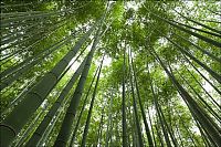 World & Travel: Sagano bamboo forest, Arashiyama (嵐山, Storm Mountain), Kyoto, Japan