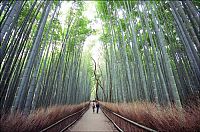 World & Travel: Sagano bamboo forest, Arashiyama (嵐山, Storm Mountain), Kyoto, Japan