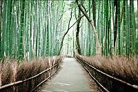 Trek.Today search results: Sagano bamboo forest, Arashiyama (嵐山, Storm Mountain), Kyoto, Japan