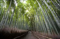 World & Travel: Sagano bamboo forest, Arashiyama (嵐山, Storm Mountain), Kyoto, Japan