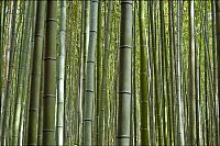 Trek.Today search results: Sagano bamboo forest, Arashiyama (嵐山, Storm Mountain), Kyoto, Japan