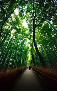 World & Travel: Sagano bamboo forest, Arashiyama (嵐山, Storm Mountain), Kyoto, Japan