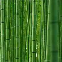 World & Travel: Sagano bamboo forest, Arashiyama (嵐山, Storm Mountain), Kyoto, Japan