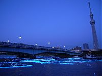 Trek.Today search results: River of light with electronic LED fireflies, Sumida river, Tokyo