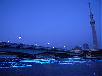 Trek.Today search results: River of light with electronic LED fireflies, Sumida river, Tokyo