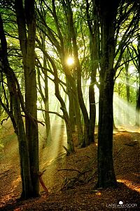 Trek.Today search results: Nature landscapes by Lars Van De Goor