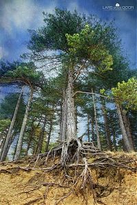 Trek.Today search results: Nature landscapes by Lars Van De Goor