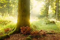 Trek.Today search results: Nature landscapes by Lars Van De Goor