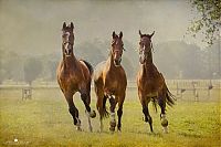 Trek.Today search results: Nature landscapes by Lars Van De Goor