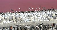Trek.Today search results: Lake Retba, Lac Rose, Dakar, Senegal