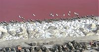 World & Travel: Lake Retba, Lac Rose, Dakar, Senegal