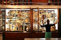 World & Travel: Grant Museum of Zoology and Comparative Anatomy, University College London, England, United Kingdom