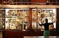 Trek.Today search results: Grant Museum of Zoology and Comparative Anatomy, University College London, England, United Kingdom