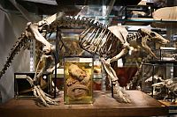 Trek.Today search results: Grant Museum of Zoology and Comparative Anatomy, University College London, England, United Kingdom