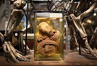 Trek.Today search results: Grant Museum of Zoology and Comparative Anatomy, University College London, England, United Kingdom