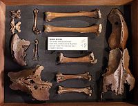 Trek.Today search results: Grant Museum of Zoology and Comparative Anatomy, University College London, England, United Kingdom