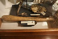 Trek.Today search results: Grant Museum of Zoology and Comparative Anatomy, University College London, England, United Kingdom
