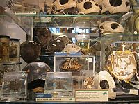 World & Travel: Grant Museum of Zoology and Comparative Anatomy, University College London, England, United Kingdom