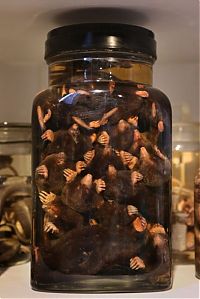 World & Travel: Grant Museum of Zoology and Comparative Anatomy, University College London, England, United Kingdom