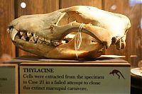 Trek.Today search results: Grant Museum of Zoology and Comparative Anatomy, University College London, England, United Kingdom