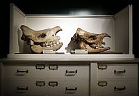 Trek.Today search results: Grant Museum of Zoology and Comparative Anatomy, University College London, England, United Kingdom