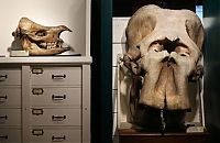 Trek.Today search results: Grant Museum of Zoology and Comparative Anatomy, University College London, England, United Kingdom