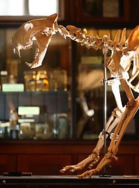 Trek.Today search results: Grant Museum of Zoology and Comparative Anatomy, University College London, England, United Kingdom