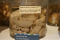 World & Travel: Grant Museum of Zoology and Comparative Anatomy, University College London, England, United Kingdom