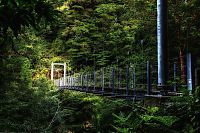 World & Travel: Yakusugi Forest, Yakushima island, Kagoshima Prefecture, Japan