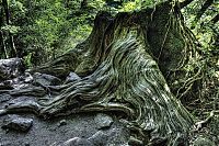 World & Travel: Yakusugi Forest, Yakushima island, Kagoshima Prefecture, Japan