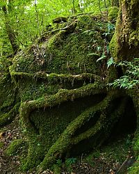 Trek.Today search results: Yakusugi Forest, Yakushima island, Kagoshima Prefecture, Japan