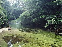 Trek.Today search results: Yakusugi Forest, Yakushima island, Kagoshima Prefecture, Japan