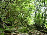 World & Travel: Yakusugi Forest, Yakushima island, Kagoshima Prefecture, Japan