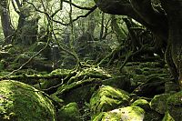 Yakusugi Forest, Yakushima island, Kagoshima Prefecture, Japan