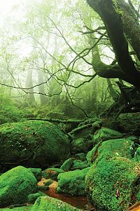 Trek.Today search results: Yakusugi Forest, Yakushima island, Kagoshima Prefecture, Japan