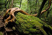 World & Travel: Yakusugi Forest, Yakushima island, Kagoshima Prefecture, Japan