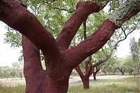 World & Travel: Quercus suber, Cork oak, Spain