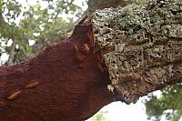 World & Travel: Quercus suber, Cork oak, Spain