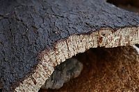 World & Travel: Quercus suber, Cork oak, Spain